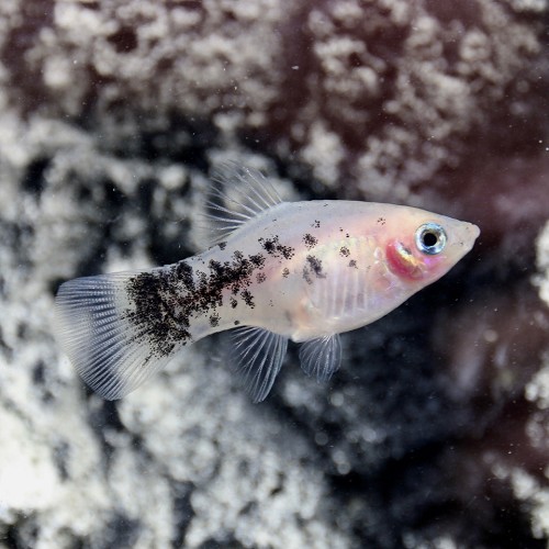 Xiph.maculatus   Platy dalmatier M